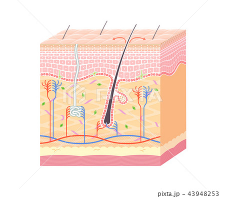 Structure in the skin_no notation 43948253