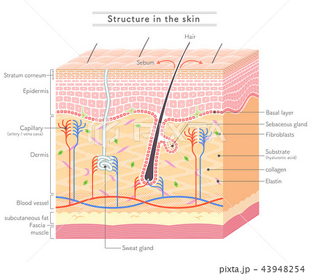 Structure in the skin_English notation 43948254