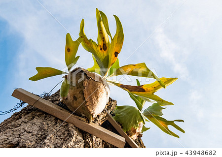 image Staghorn Ferns (Platycerium Holttumii) image Staghorn Ferns (Platycerium Holttumii) 43948682