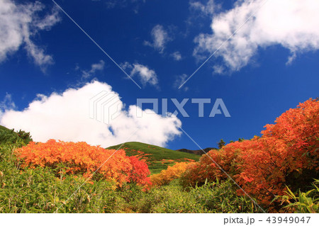 秋の十勝岳連峰 秋の十勝岳連峰 43949047