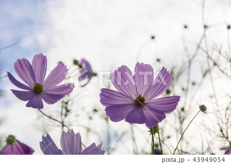 逆光のコスモス 43949054