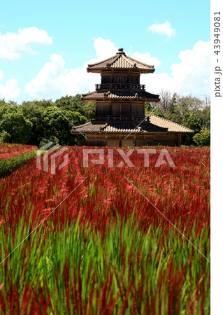 歴史公園鞠智城 赤米の実りの季節 歴史公園鞠智城 赤米の実りの季節 43949081