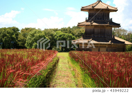 赤米の水田(鞠智城址前) 赤米の水田(鞠智城址前) 43949222