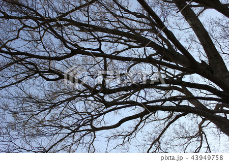 榎　　～・Celtis sinensis・～ 43949758