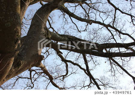 榎 ~・Celtis sinensis・~ 榎 ~・Celtis sinensis・~ 43949761