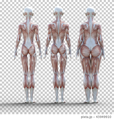 飲食圖像之前之後perming3dCG插圖素材 飲食圖像之前之後perming3dCG插圖素材 43949910