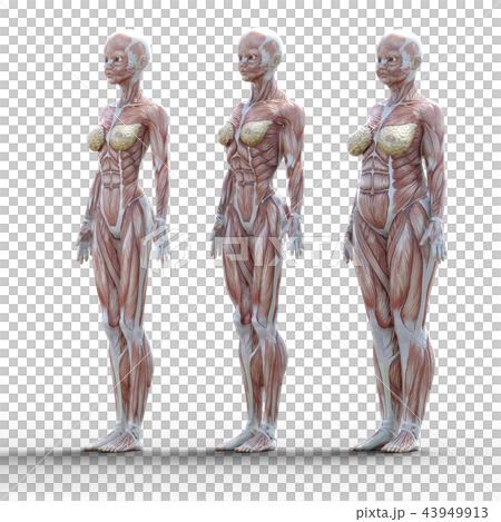 ダイエットイメージ　ビフォーアフター　perming3dCGイラスト素材 43949913