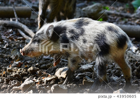 Beautiful little pigs wild in nature. Wild boar.  43950605