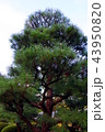 松 43950820