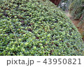 緑 43950821