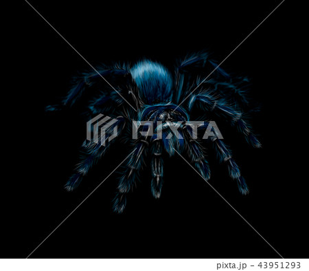 Portrait of a spider Tarantula Grammostola on a black background 43951293