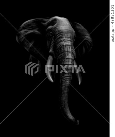 Portrait of an elephant head on a black background 43951301