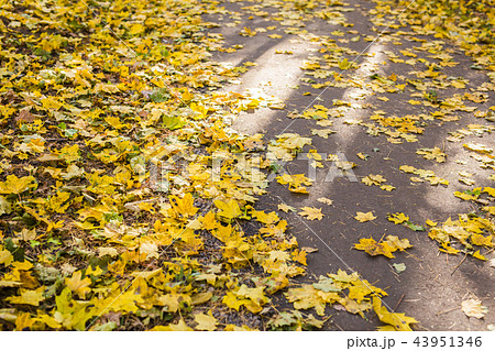 Orange and yellow autumn leaves on asphalt Orange and yellow autumn leaves on asphalt 43951346