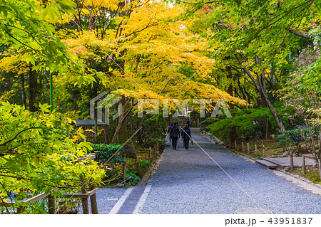 日本の秋 京都 龍安寺の紅葉 43951837