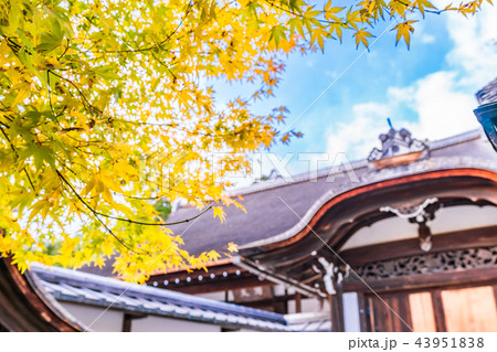 日本の秋 京都 龍安寺の紅葉 日本の秋 京都 龍安寺の紅葉 43951838