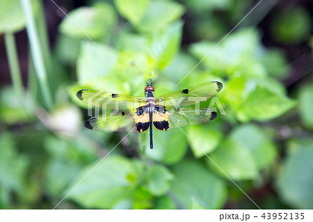 tiger dragonfly on green leaf 43952135