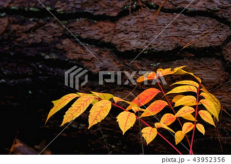 紅葉 43952356