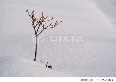 雪中から芽吹き 雪中から芽吹き 43952363