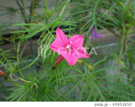 ルコー草ピンク ルコー草ピンク 43953650