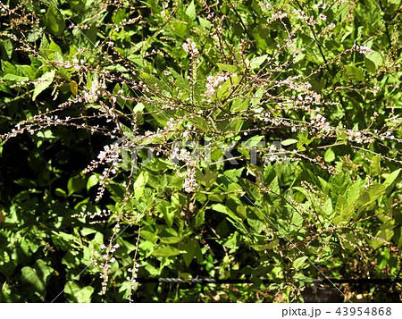 ヌスビトハギ／皇居東御苑 43954868