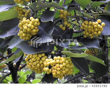 マルバチシャノキの実／新宿’ 43955780