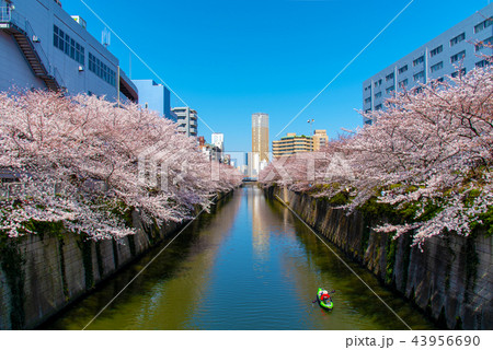 （東京都）目黒川の桜 桜満開の桜並木 43956690