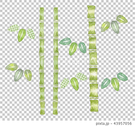 竹子 43957056
