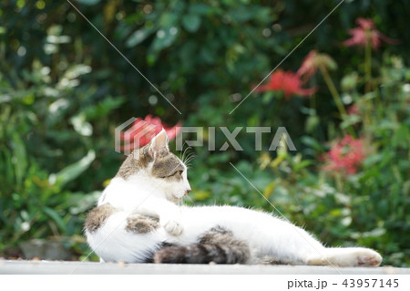 ネコ・野良猫・彼岸花 ネコ・野良猫・彼岸花 43957145