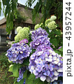 紫陽花 43957244