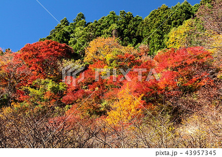紅葉の猪の川渓谷 43957345