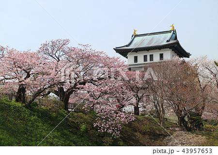 松前城と桜 松前城と桜 43957653