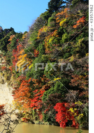 紅葉の猪の川渓谷 43957662