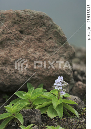岩陰のタルマエソウ 岩陰のタルマエソウ 43958318