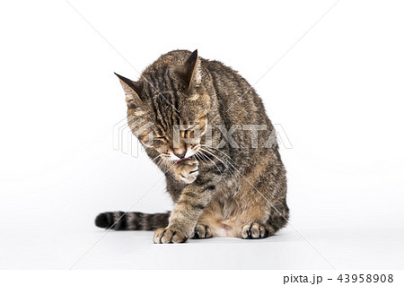 猫 ネコ 43958908
