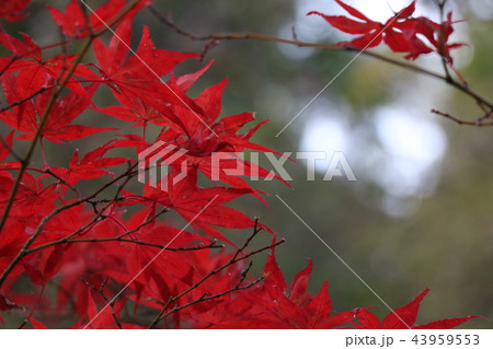 燃ゆる赤もみじ 43959553