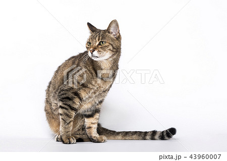 猫 ネコ 猫 ネコ 43960007
