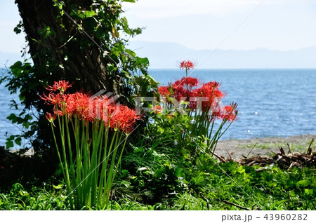 湖畔の曼珠沙華 湖畔の曼珠沙華 43960282