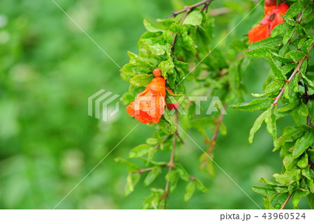 植物 自然 韓国 43960524