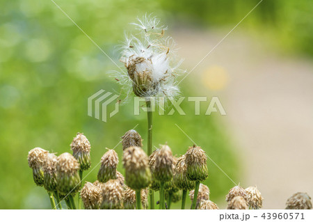 花 多数 ピンク 43960571