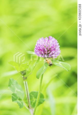 シャムロック ピンクの花 マクロ 43960588