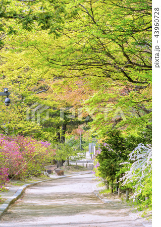 建築 古建築 宮殿 43960728