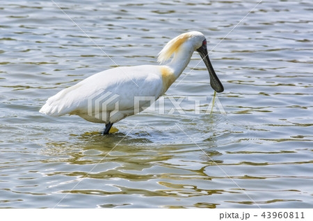 クロツラヘラサギ 動物 天然記念物 43960811