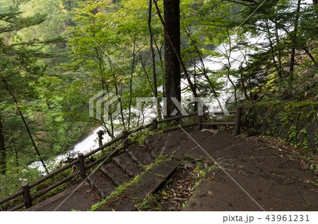 山道から観る湯滝　栃木県　日光市 43961231