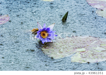 京畿道 キョンギド グァンゴクジ 43961351