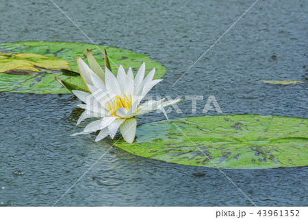京畿道 キョンギド グァンゴクジ 43961352
