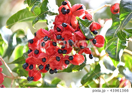 ゴンズイの実とタネ ゴンズイの実とタネ 43961366