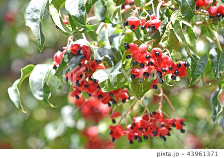 ゴンズイの実とタネ ゴンズイの実とタネ 43961371