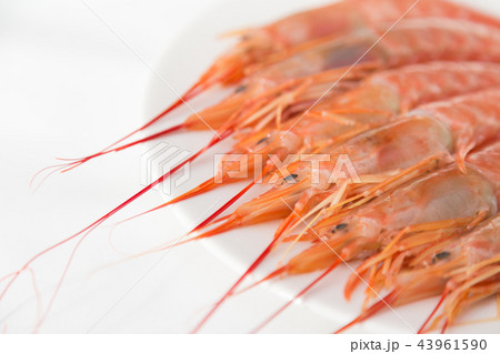 生えび 生えび 43961590