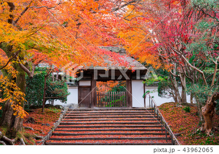 京都 安楽寺の紅葉 散紅葉 京都 安楽寺の紅葉 散紅葉 43962065