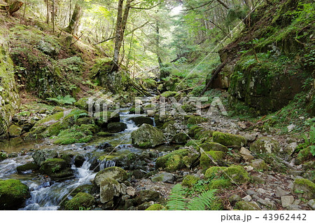 南アルプス　入笠山　テイ沢 43962442